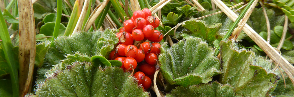 PIG VINE Gunnera magellanica 